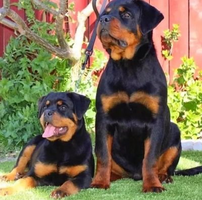 👉 Welcome to @Community77236
🐕 We share daily #rottweiler contents
🐾 Follow us if you really love rottweiler