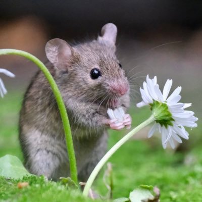 Photographer, Filmmaker and Blogger, Our wildlife garden is home to a wild mouse family I befriended and other wildlife🐭