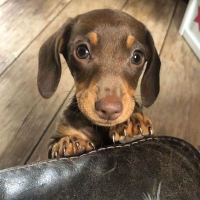 This Space Only For Dachshund Lovers. It's a Small Community For #Dachshund Lovers.Stay With us And Enjoy Our Daily contents.
