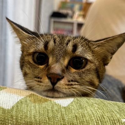 愚痴とかいう ボイロ動画視聴勢 メンタル弱め 推しは丹比琴絵之尊姫とその愉快な仲間達 ロードバイクに乗ってフラフラとしてるよ