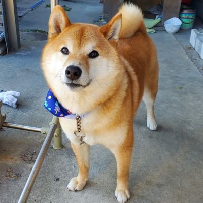【趣味】バスフィッシング・大江川・五三川・たまに琵琶湖・エリアトラウト
主に大江川メインで釣果をつぶやいてます。