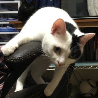 v56Qgddw6MO1VwK's profile picture. よくぞ日本に生まれけり ける