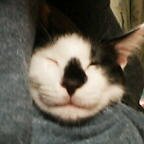 usinosuke51's profile picture. Twitter初心者🔰
猫が好き
アニメ漫画好き
アイナナ
L⇔R.黒沢健一.石田ショーキチ
JUNNA.SPYAIR、町田ガールズクワイア