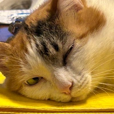 omi03031122's profile picture. 猫を養う為に生きてます。ブルアカ/プリコネ/FGO/鈴蘭の剣/ドルウェブ/ステラソラ