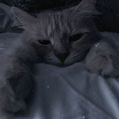 TnhayZ15004's profile picture. احتمال گریستن ما بسیار است...