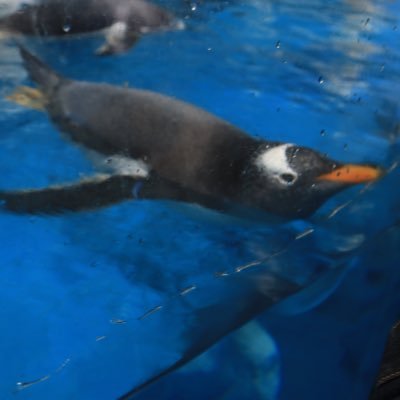 dondon114511's profile picture. 頻繁にはログインしてないです
