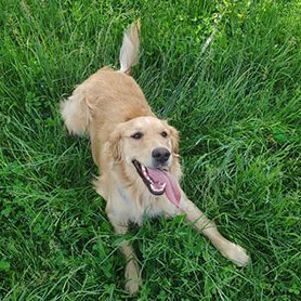 dogsareawsm's profile picture. Should you get another dog? Yes, you should, always. Dogs are awesome!