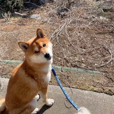 wmjfuj's profile picture. テニス