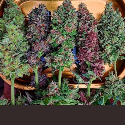 Looking for a friend that swallows you can text me 8329357944 smoke and swallow bbc if you pick me up I'm in channelview any size or race I'm not tripping