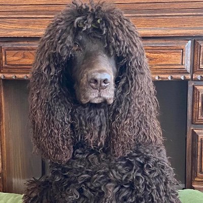 Irish Water Spaniel Club of America Official Page