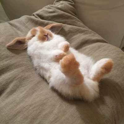 🐇