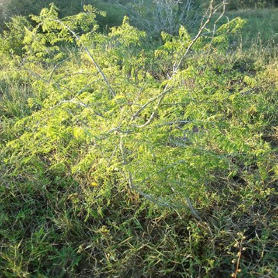 TsokarisaDunda's profile picture. Chelsea through and through