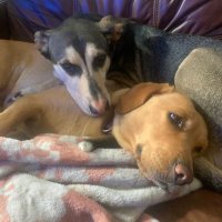 MaccaS_Rants (@maccas_rant) 's Twitter Profile Photo