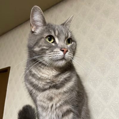 産業能率大学通信4年生。英検準1級、iパス、ジョブパス2級、福祉住環境3級、漢検2級、合格!猫が好き!アニメ漫画映画ゲーム好き!五等分の花嫁が面白い。やっぱりガンダムSEED最高!TOEIC800、英検1級を取得したい!出来る出来ないじゃないんです、やるんです!