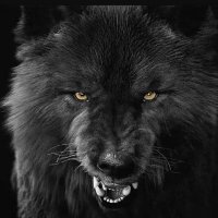 Alvaro Black Wolf (@alvarobking) 's Twitter Profile