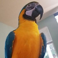 Chris Hurt (@bones_hurt) 's Twitter Profile