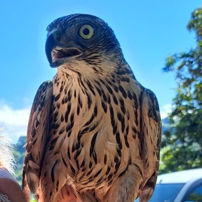 Hasantahsin035's profile picture. Ey Büyük Atatürk! Açtığın yolda, gösterdiğin hedefe durmadan yürüyeceğime ant içerim. Varlığım Türk varlığına armağan olsun. Ne mutlu Türküm diyene!