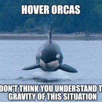 Orcas(@mcroomenhouth) 's Twitter Profileg