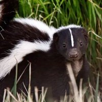 Scooter the skunk🦨 (@stripedfriend) 's Twitter Profile Photo Scooter the skunk🦨 (@stripedfriend) 's Twitter Profile Photo