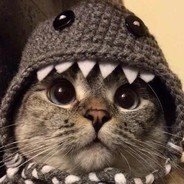 ivan_rumin's profile picture. я кот