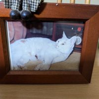 ピーナッツバター (@fjkmywc27tqckrb) 's Twitter Profile