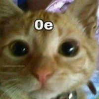 vin (@mapache_tac) 's Twitter Profile