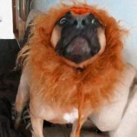 Elvirita (@elvurss) 's Twitter Profile