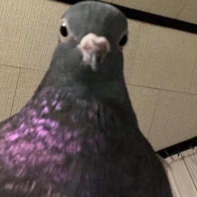 Follow for daily birds content