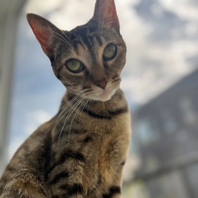 ilenetorresL's profile picture. 