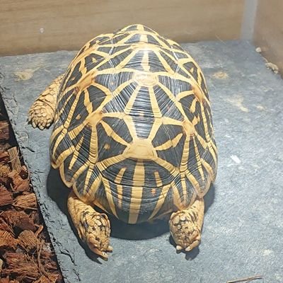 RobertaSnake's profile picture. 蛇と亀。BallPython breeding.