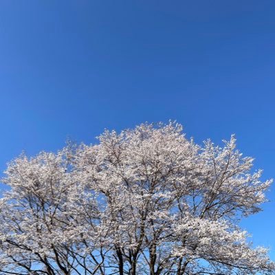 足元に咲く小さな花や空の星をながめて暮らせる事に感謝の毎日⸜(*ˊᗜˋ*)⸝