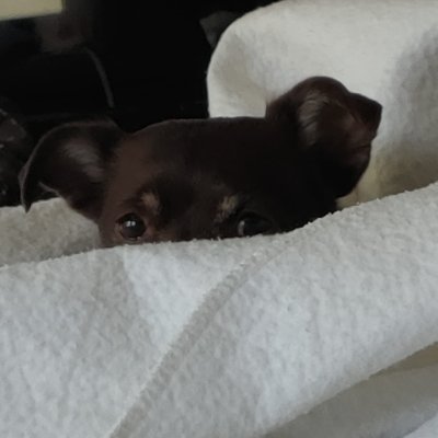 Funny Animal Contents Like & Follow My Page, Check Out My AHM YouTube Channel For Videos. Have A Good Time & Enjoy