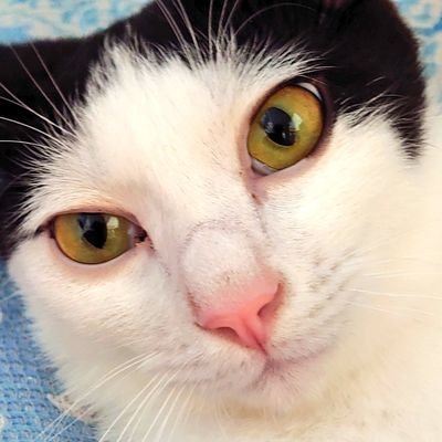 5匹の野良猫を捕獲して共同生活してる人。
A human who lives with 5 cats who used to be stray cats!!