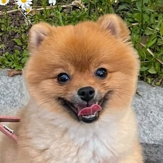 愛犬家の皆様と情報交換をしていきたいと思っております。 無言フォロー失礼します。 (ベラちゃん) ポメラニアンです、日常を載せていきます♬♪ Tweet.