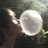 mcbeechbeech's profile image