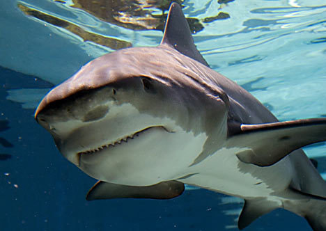 sharksnap's profile picture. why the fuck do I have one of these