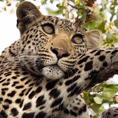 Safari & Wildlife enthusiast• #BBN • TrueBlue Kentucky Fan • Nature • Space & Science • Equality & Justice • Climate change is Real #HarrisWalz2024