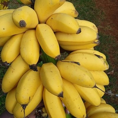 Passionate  farmer committed to sustainable agriculture and connecting people with the beauty of nature. Growing organic crops and raising happy, healthy .