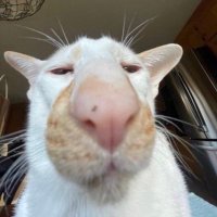 h (@hectiee) 's Twitter Profile