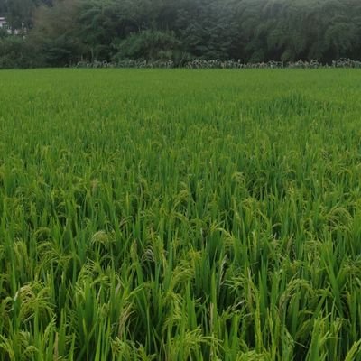 VVGGWEI's profile picture. 