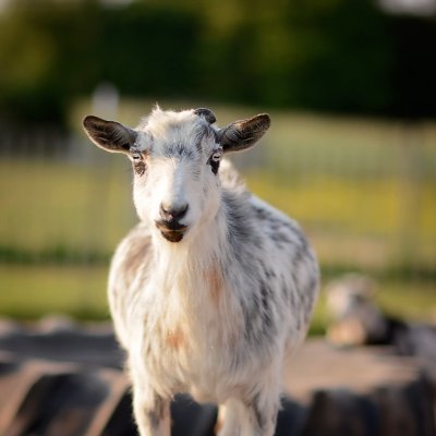 GoatGirlShan's profile picture. Living my best life on my slice of paradise.