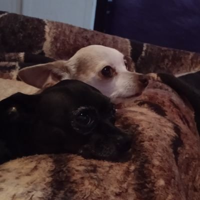 MisterFarenheit's profile picture. Unfollow is coming.