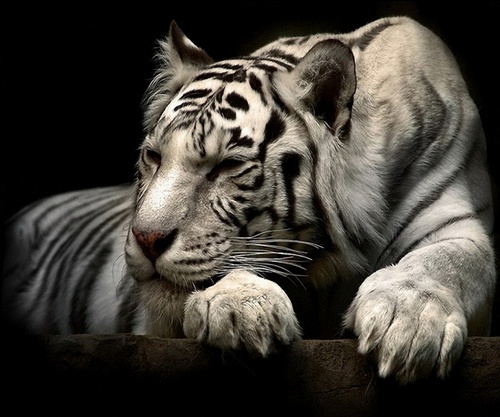 Bioshell's profile picture. Reading not only opens the mind, it can open everyone else's!