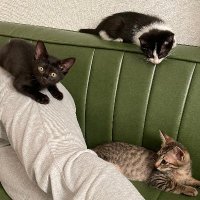 Hiroaki Adachi (@hiroakiadachi3) 's Twitter Profile Photo Hiroaki Adachi (@hiroakiadachi3) 's Twitter Profile Photo