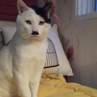 meteibb (@i7bkom) Twitter profile photo