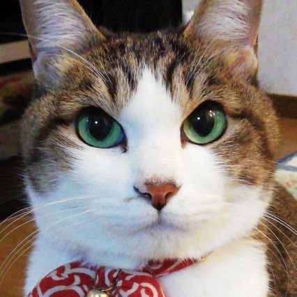 KIYOKOさんのプロフィール画像
