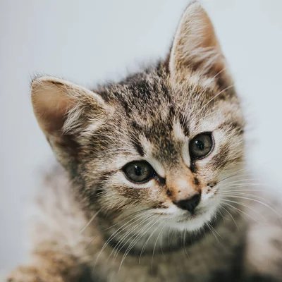 animalfun96's profile picture. for fun