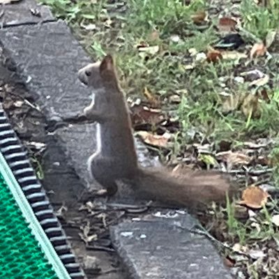 蟹の形