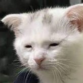 aero (@aeronsic_cs) 's Twitter Profile