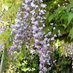 Wisteria (@maxiclaudi1) Twitter profile photo Wisteria (@maxiclaudi1) Twitter profile photo